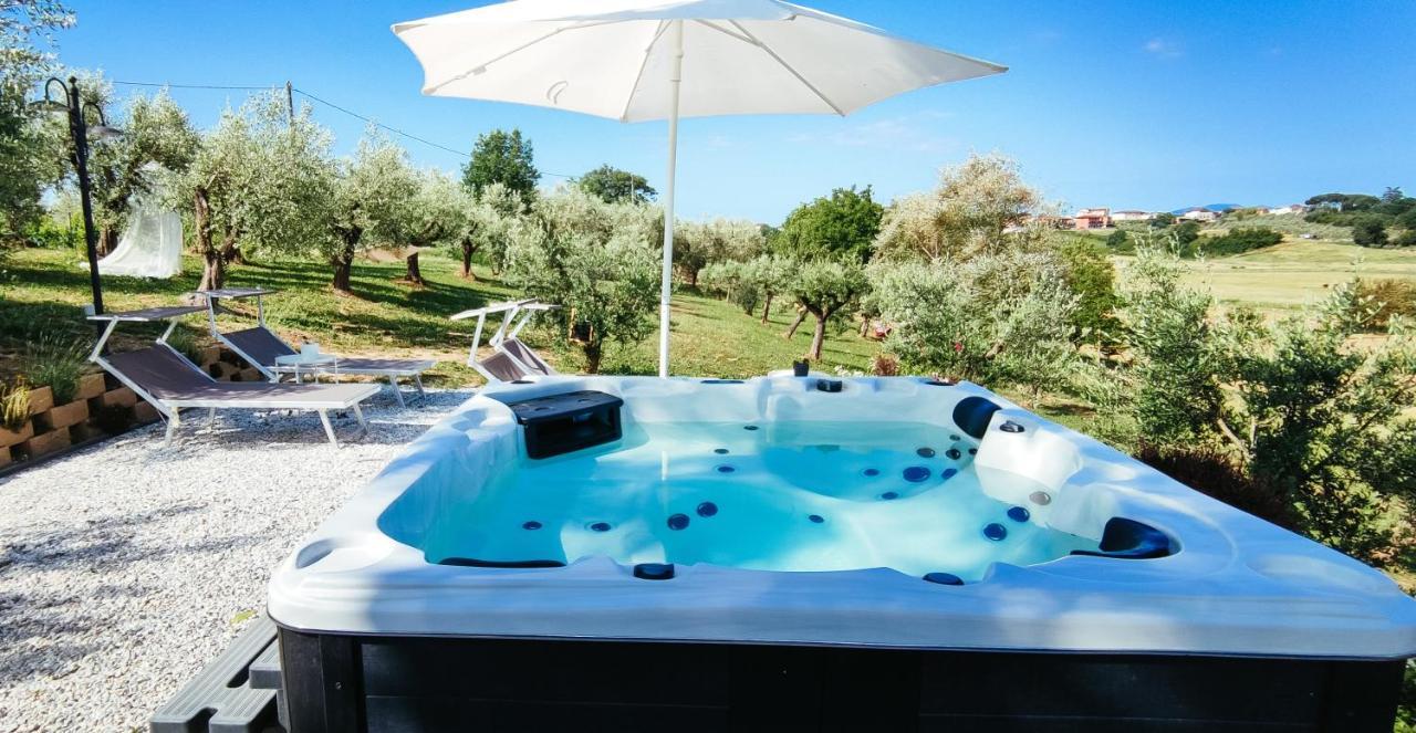 The Olive Grove In Tuscany Toiano Kültér fotó